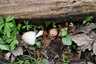 Házi tintagomba (Coprinellus domesticus), Budai-hegység